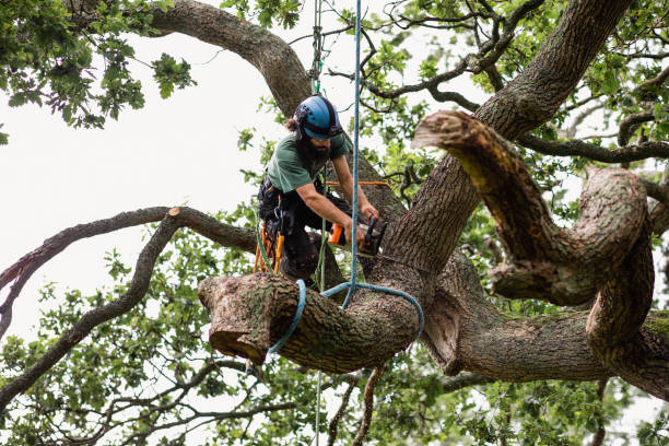 Best Tree Mulching  in Comanche, TX