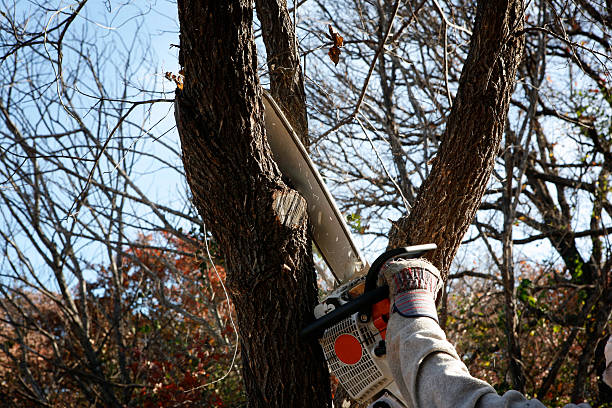 Best Leaf Removal  in Comanche, TX