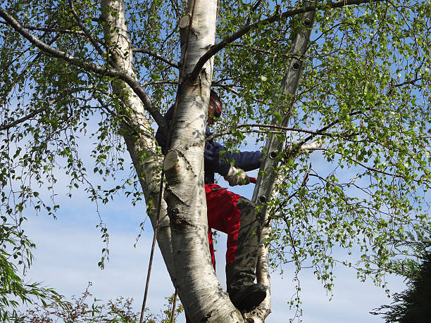 Best Tree and Shrub Care  in Comanche, TX